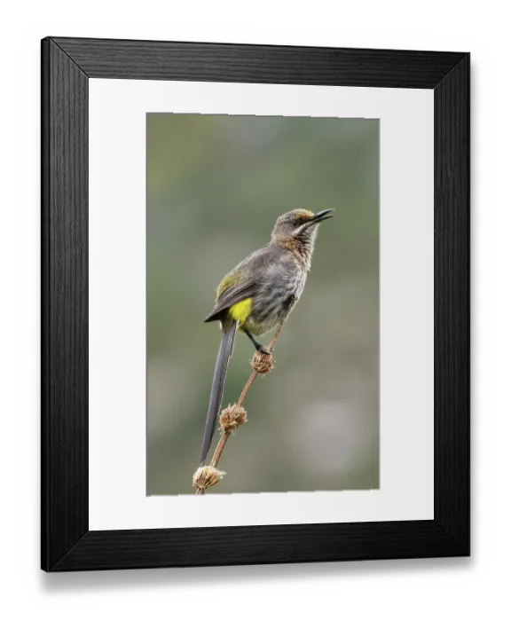 Framed Print : Cape sugarbird (Promerops cafer) male, perched on a branch singing, Kirstenbosch Botanical Gardens, Cape Town, South Africa Framed Print : Cape sugarbird (Promerops cafer) male, perched on a branch singing, Kirstenbosch Botanical Gardens, Cape Town, South Africa