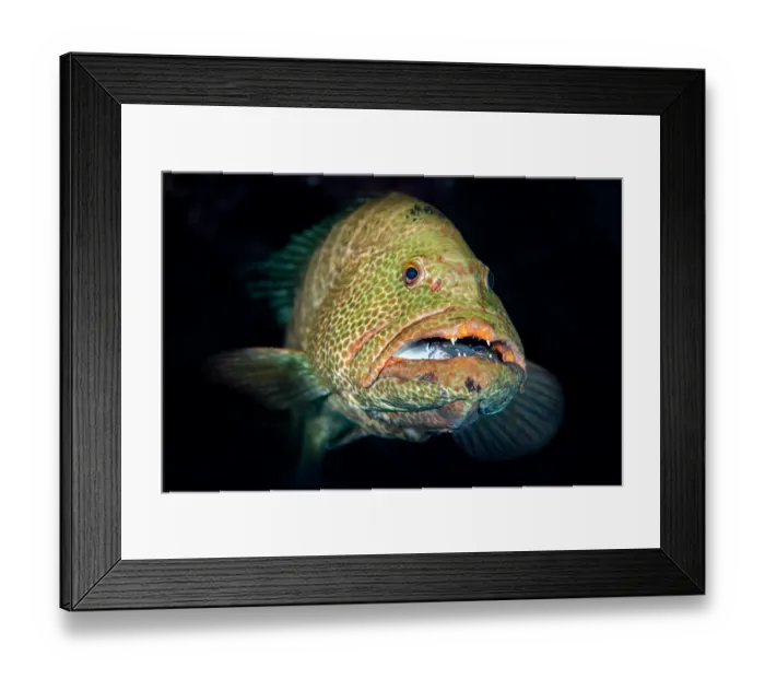 Framed Print : Tiger grouper (Mycteroperca tigris) with a Surgeonfish (Acanthurus sp.) in its mouth, portrait, Grand Cayman, Cayman Islands, British West Indies, Caribbean Sea Framed Print : Tiger grouper (Mycteroperca tigris) with a Surgeonfish (Acanthurus sp.) in its mouth, portrait, Grand Cayman, Cayman Islands, British West Indies, Caribbean Sea
