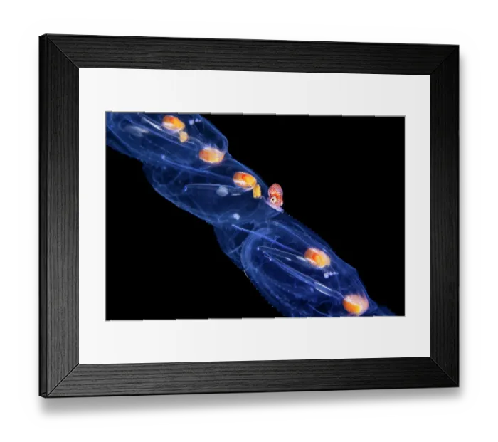 Framed Print : Brown paper nautilus (Argonauta hians) male, sticking to the surface of a Salp (Salpidae) closely mimicking the orange nuclei of the salp chain, Anilao Framed Print : Brown paper nautilus (Argonauta hians) male, sticking to the surface of a Salp (Salpidae) closely mimicking the orange nuclei of the salp chain, Anilao