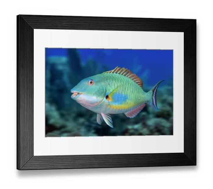 Framed Print : Redtail parrotfish (Sparisoma chrysopterum) portrait, Grand Cayman, Cayman Islands, British West Indies, Caribbean Sea Framed Print : Redtail parrotfish (Sparisoma chrysopterum) portrait, Grand Cayman, Cayman Islands, British West Indies, Caribbean Sea