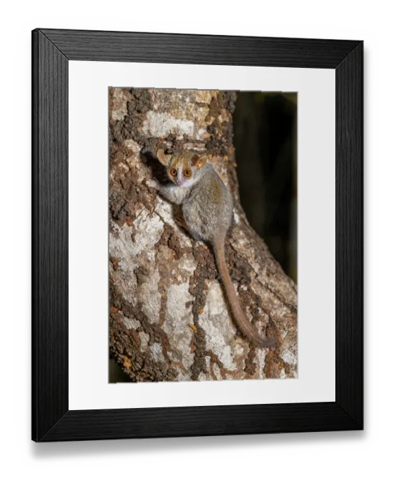 Framed Print : Grey mouse lemur (Microcebus murinus) climbing up tree trunk at night, Kirindy Forest, Menabe Central, central western Madagascar Framed Print : Grey mouse lemur (Microcebus murinus) climbing up tree trunk at night, Kirindy Forest, Menabe Central, central western Madagascar