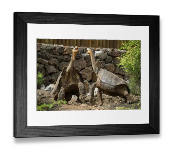 Framed Print : Two Floreana giant tortoises hybrid descendant (Chelonoidis elephantopus) in confrontation, National Park Breeding Center, Santa Cruz Island, Galapagos Islands. Captive Framed Print : Two Floreana giant tortoises hybrid descendant (Chelonoidis elephantopus) in confrontation, National Park Breeding Center, Santa Cruz Island, Galapagos Islands. Captive