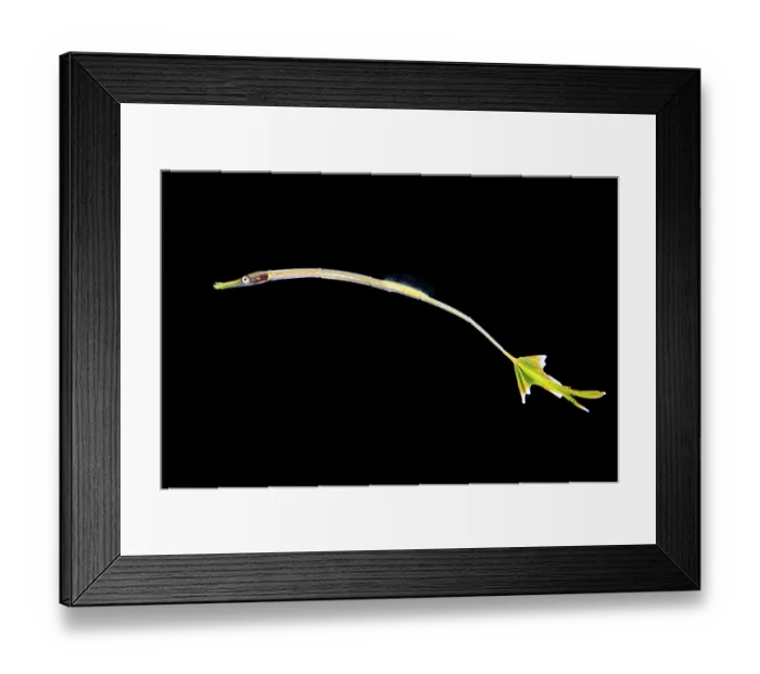Framed Print : Pipefish (possibly Doryrhamphus sp.) larval stage, drifting in open water at night, Anilao, Batangas marine protected area, Luzon, Philippines, Verde Island Passages Framed Print : Pipefish (possibly Doryrhamphus sp.) larval stage, drifting in open water at night, Anilao, Batangas marine protected area, Luzon, Philippines, Verde Island Passages