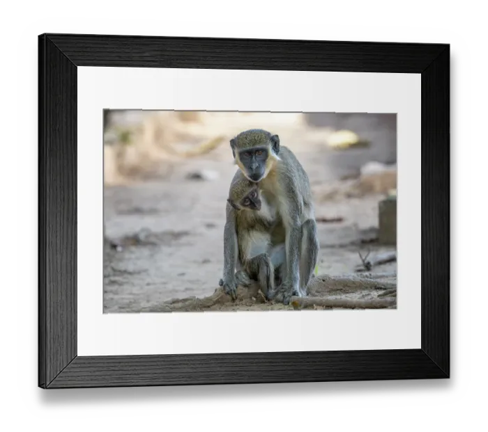 Framed Print : RF - Green monkey (Chlorocebus sabaeus) sitting on the ground with infant, Jajanburreh, The Gambia. (This image may be licensed either as rights managed or royalty free.) Framed Print : RF - Green monkey (Chlorocebus sabaeus) sitting on the ground with infant, Jajanburreh, The Gambia. (This image may be licensed either as rights managed or royalty free.)