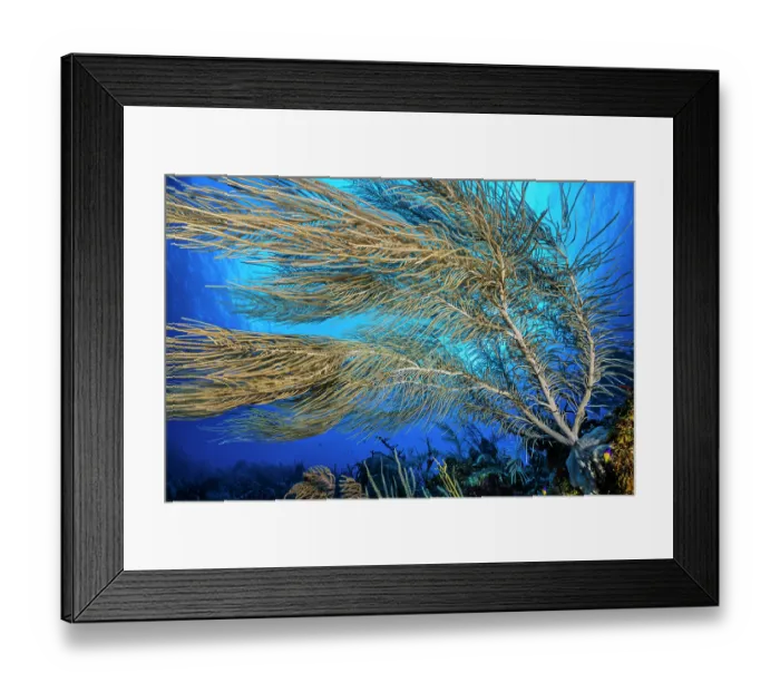 Framed Print : Sea plume (Pseudopterogorgia sp.) moving with the current on a coral reef, Little Cayman, Cayman Islands, British West Indies, Caribbean Sea Framed Print : Sea plume (Pseudopterogorgia sp.) moving with the current on a coral reef, Little Cayman, Cayman Islands, British West Indies, Caribbean Sea