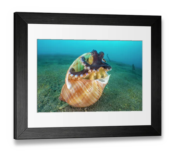 Framed Print : Coconut octopus (Amphioctopus marginatus) emerging from its home in an old gastropod shell, Bitung, North Sulawesi, Indonesia, Lembeh Strait, Molucca Sea Framed Print : Coconut octopus (Amphioctopus marginatus) emerging from its home in an old gastropod shell, Bitung, North Sulawesi, Indonesia, Lembeh Strait, Molucca Sea