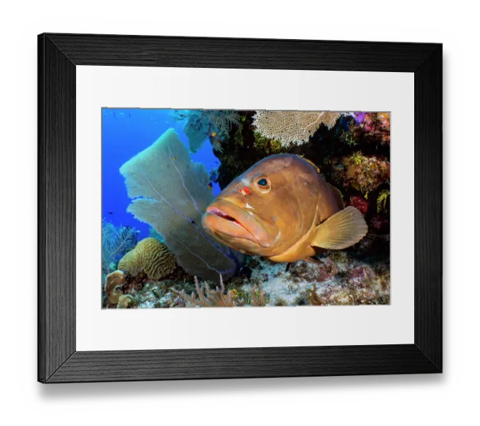 Framed Print : Nassau grouper (Epinephelus striatus) resting on a coral reef with a Cleaning goby (Elacatinus genie) in attendance, Bloody Bay Wall, Little Cayman, Cayman Islands Framed Print : Nassau grouper (Epinephelus striatus) resting on a coral reef with a Cleaning goby (Elacatinus genie) in attendance, Bloody Bay Wall, Little Cayman, Cayman Islands