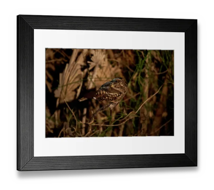 Framed Print : Little nightjar (Caprimulgus parvulus) perched on branch, Ibera Wetlands Provincial Nature Reserve, Corrientes, Argentina Framed Print : Little nightjar (Caprimulgus parvulus) perched on branch, Ibera Wetlands Provincial Nature Reserve, Corrientes, Argentina