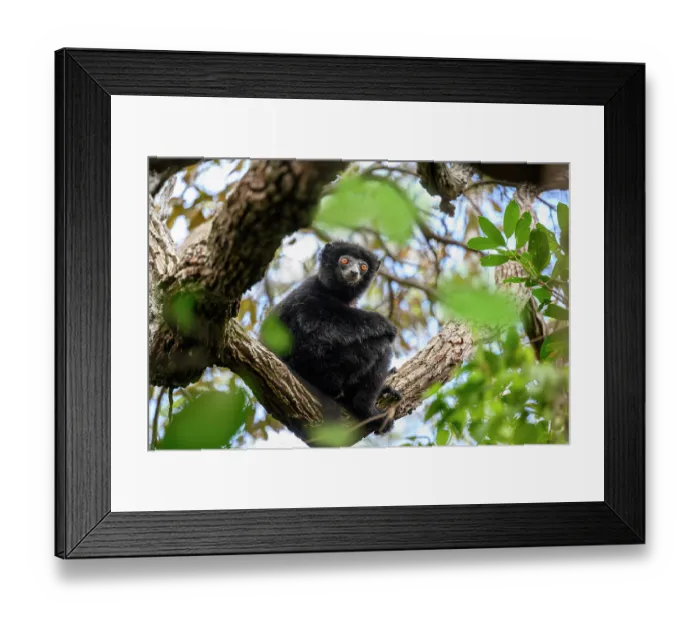 Framed Print : RF - Perrier's black sifaka (Propithecus perrieri) male, sitting in tree in forest understorey, Andrafiamena-Andavakoera Protected Forest, northern Madagascar Framed Print : RF - Perrier's black sifaka (Propithecus perrieri) male, sitting in tree in forest understorey, Andrafiamena-Andavakoera Protected Forest, northern Madagascar