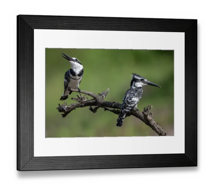 Framed Print : RF - Two Pied kingfishers (Ceryle rudis) perched on branch, Allahein river, The Gambia. (This image may be licensed either as rights managed or royalty free.) Framed Print : RF - Two Pied kingfishers (Ceryle rudis) perched on branch, Allahein river, The Gambia. (This image may be licensed either as rights managed or royalty free.)
