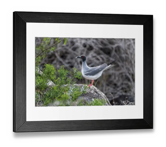 Framed Print : Swallow-tailed gull (Creagrus furcatus) perched on a rock, San Cristobal Island, Galapagos Islands Framed Print : Swallow-tailed gull (Creagrus furcatus) perched on a rock, San Cristobal Island, Galapagos Islands
