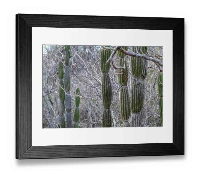 Framed Print : Candelabra cactus (Jasminocereus thouarsii), San Cristobal Island, Galapagos Islands Framed Print : Candelabra cactus (Jasminocereus thouarsii), San Cristobal Island, Galapagos Islands