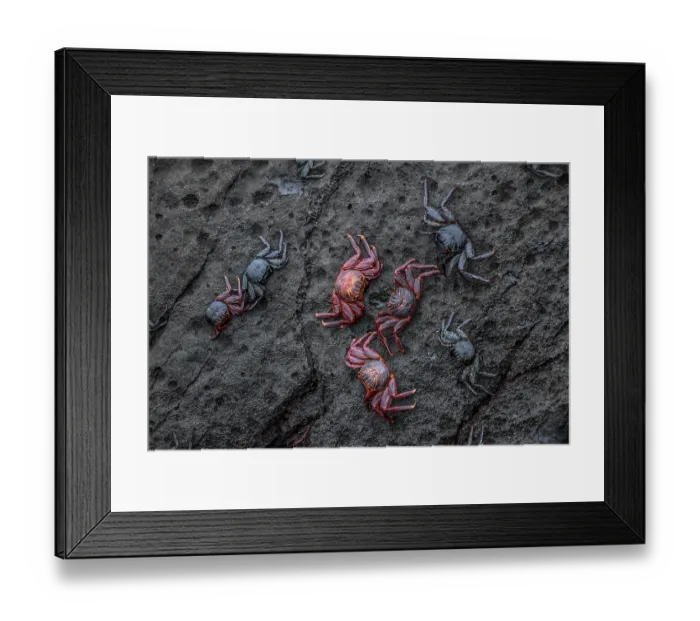 Framed Print : Group of Sally Lightfoot crabs (Grapsus grapsus) resting on rocks at the shore, San Cristobal Island, Galapagos Islands Framed Print : Group of Sally Lightfoot crabs (Grapsus grapsus) resting on rocks at the shore, San Cristobal Island, Galapagos Islands
