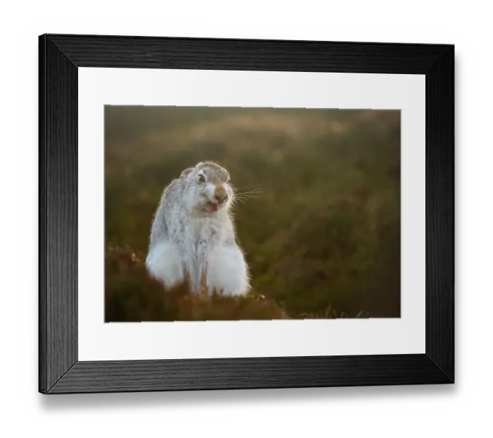 Framed Print : Mountain hare (Lepus timidus) in winter coat, yawning after waking up, Cairngorms National Park, Scotland, UK. February Framed Print : Mountain hare (Lepus timidus) in winter coat, yawning after waking up, Cairngorms National Park, Scotland, UK. February