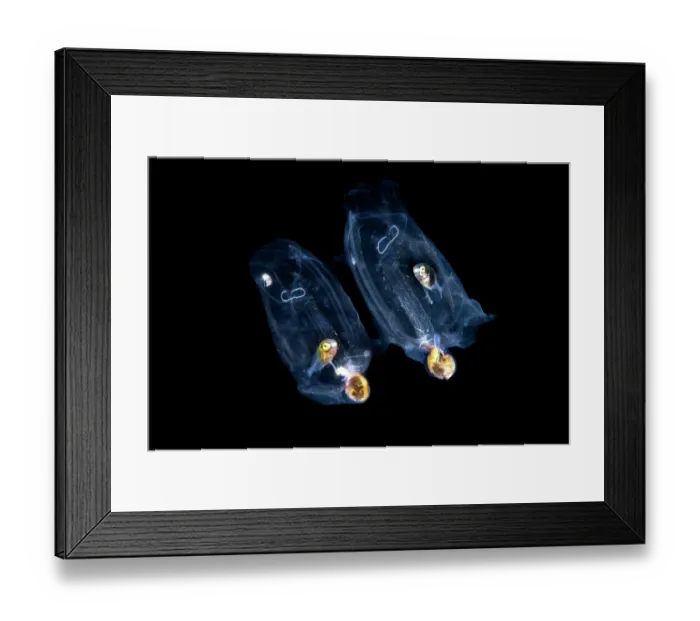 Framed Print : Two Jacks (Carangidae) juvenile, sheltering inside Salps (Salpidae) in open water at night, Anilao, Batangas marine protected area, Luzon, Philippines, Verde Island Passages Framed Print : Two Jacks (Carangidae) juvenile, sheltering inside Salps (Salpidae) in open water at night, Anilao, Batangas marine protected area, Luzon, Philippines, Verde Island Passages