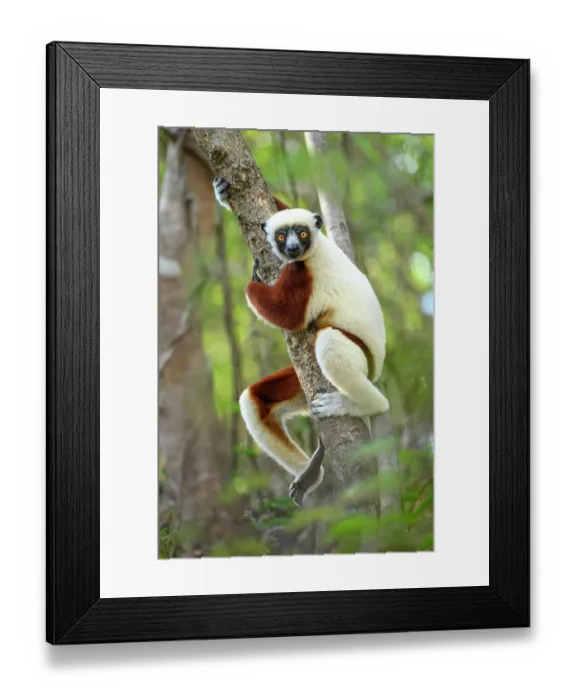 Framed Print : RF - Coquerel's sifaka (Propithecus coquereli) female, resting in tree in forest understorey, Anjajavy Private Reserve, north west Madagascar. Critically endangered Framed Print : RF - Coquerel's sifaka (Propithecus coquereli) female, resting in tree in forest understorey, Anjajavy Private Reserve, north west Madagascar. Critically endangered