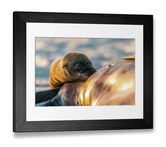 Framed Print : Galapagos sea lion (Zalophus wollebaeki) infant suckling from female on beach, Puerto Baquerizo Moreno, San Cristobal Island, Galapagos Islands. Endangered Framed Print : Galapagos sea lion (Zalophus wollebaeki) infant suckling from female on beach, Puerto Baquerizo Moreno, San Cristobal Island, Galapagos Islands. Endangered