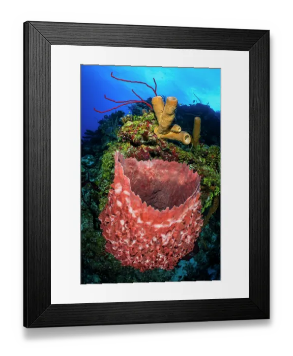 Framed Print : Reef scene with brown Tube sponges (Agelas conifera), Giant barrel sponge (Xestospongia muta) and Red rope sponges (Amphimedon compressa), Bloody Bay Wall, Little Cayman Framed Print : Reef scene with brown Tube sponges (Agelas conifera), Giant barrel sponge (Xestospongia muta) and Red rope sponges (Amphimedon compressa), Bloody Bay Wall, Little Cayman