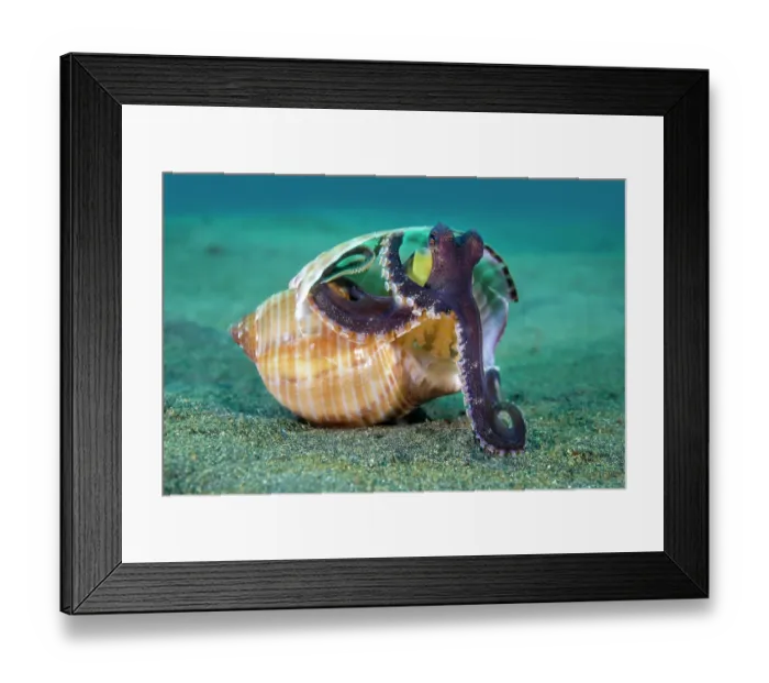 Framed Print : Coconut octopus (Amphioctopus marginatus) emerging from its home in an old gastropod shell, Bitung, North Sulawesi, Indonesia, Lembeh Strait, Molucca Sea Framed Print : Coconut octopus (Amphioctopus marginatus) emerging from its home in an old gastropod shell, Bitung, North Sulawesi, Indonesia, Lembeh Strait, Molucca Sea