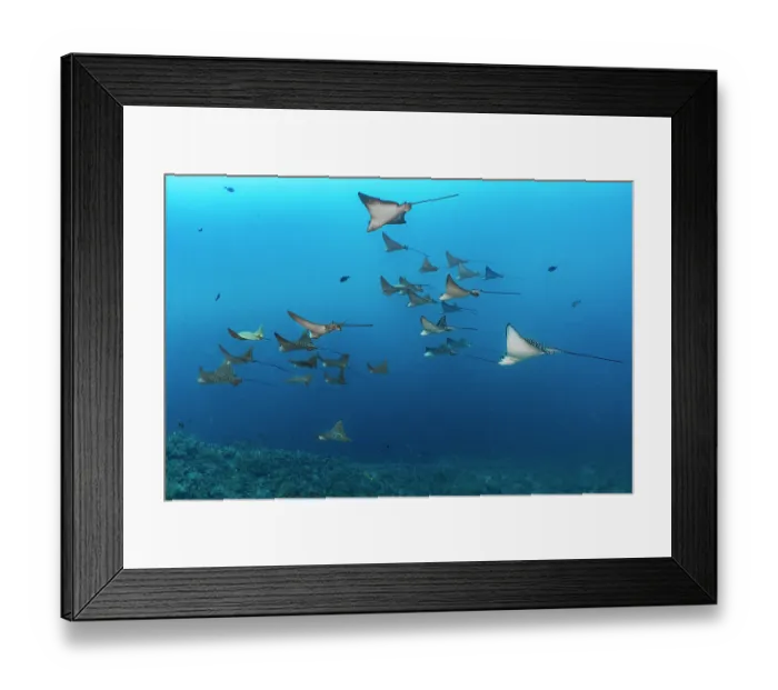 Framed Print : Group of Spotted eagle rays (Aetobatus narinari) and Cownose rays (Rhinoptera steindachneri) swimming in formation in the current, Cousins Rock, San Salvador Island Framed Print : Group of Spotted eagle rays (Aetobatus narinari) and Cownose rays (Rhinoptera steindachneri) swimming in formation in the current, Cousins Rock, San Salvador Island