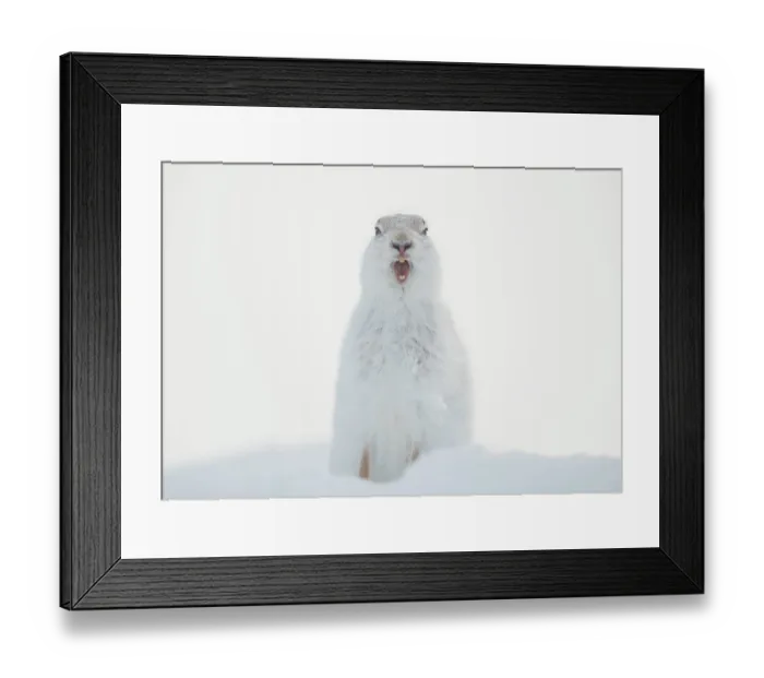 Framed Print : Mountain hare (Lepus timidus) in winter coat, yawning after waking up, Cairngorms National Park, Scotland, UK. February Framed Print : Mountain hare (Lepus timidus) in winter coat, yawning after waking up, Cairngorms National Park, Scotland, UK. February