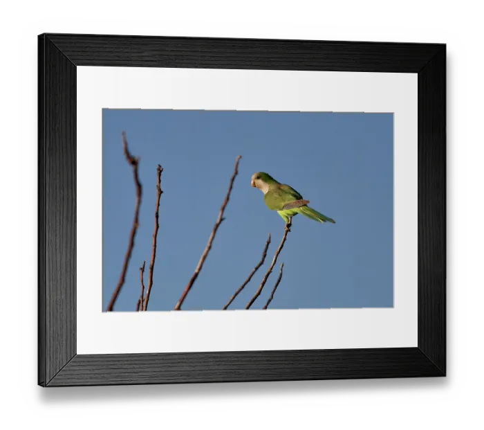 Framed Print : Monk parakeet (Myiopsitta monachus) perched on branch, Ibera Wetlands Provincial Nature Reserve, Corrientes, Argentina Framed Print : Monk parakeet (Myiopsitta monachus) perched on branch, Ibera Wetlands Provincial Nature Reserve, Corrientes, Argentina