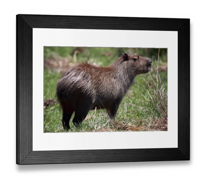 Framed Print : Capybara (Hydrochoerus hydrochaeris) portrait, Ibera Wetlands Provincial Nature Reserve, Corrientes, Argentina Framed Print : Capybara (Hydrochoerus hydrochaeris) portrait, Ibera Wetlands Provincial Nature Reserve, Corrientes, Argentina