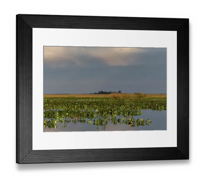 Framed Print : Wetland habitat, Ibera Wetlands Provincial Nature Reserve, Corrientes, Argentina. October, 2008 Framed Print : Wetland habitat, Ibera Wetlands Provincial Nature Reserve, Corrientes, Argentina. October, 2008