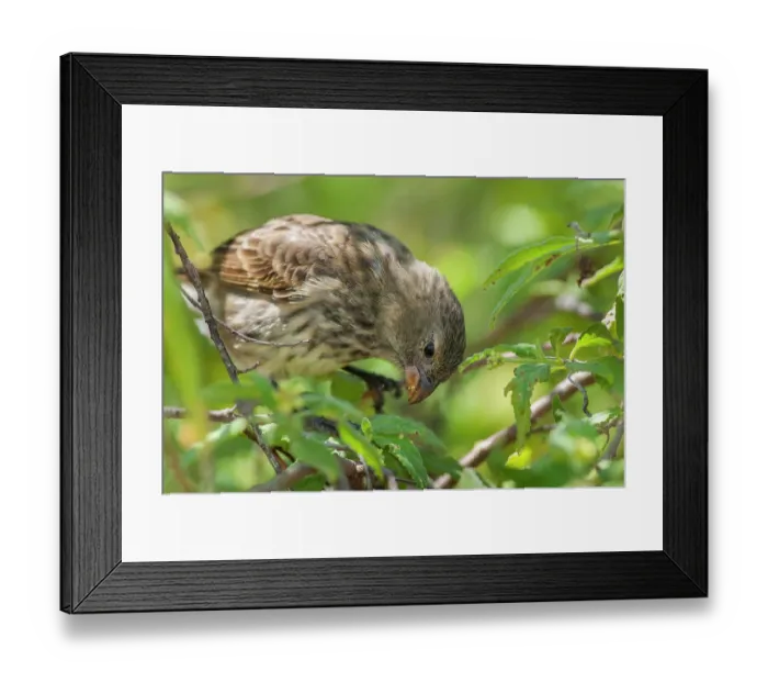 Framed Print : Vegetarian finch (Camarhynchus crassirostris) feeding on buds and unripe fruit of Cordia leucophlyctis, Academy Bay, Santa Cruz Island, Galapagos Islands. December Framed Print : Vegetarian finch (Camarhynchus crassirostris) feeding on buds and unripe fruit of Cordia leucophlyctis, Academy Bay, Santa Cruz Island, Galapagos Islands. December