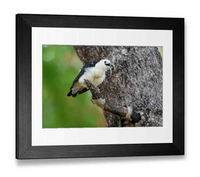Framed Print : RF - Sickle-billed vanga (Falculea palliata) calling from tree branch in forest understorey, Anjajavy Private Reserve, north west Madagascar Framed Print : RF - Sickle-billed vanga (Falculea palliata) calling from tree branch in forest understorey, Anjajavy Private Reserve, north west Madagascar