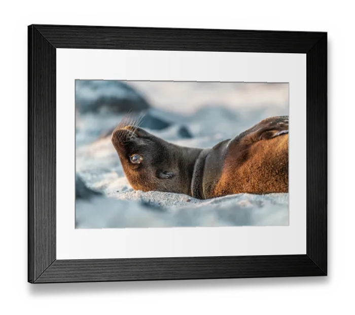 Framed Print : Galapagos sea lion (Zalophus wollebaeki) juvenile, resting on the beach in the late afternoon sun, Puerto Baquerizo Moreno, San Cristobal Island, Galapagos Islands. Endangered Framed Print : Galapagos sea lion (Zalophus wollebaeki) juvenile, resting on the beach in the late afternoon sun, Puerto Baquerizo Moreno, San Cristobal Island, Galapagos Islands. Endangered