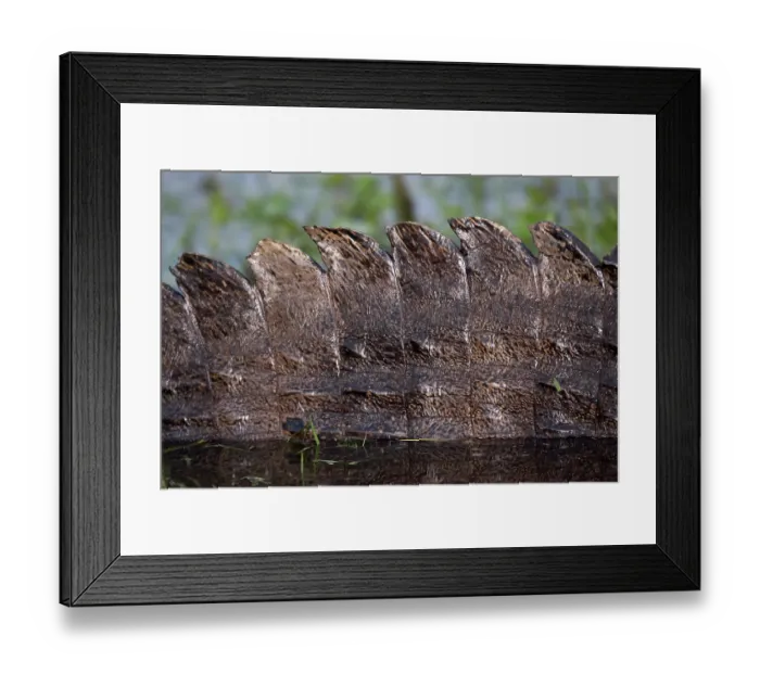 Framed Print : Yacare (Caiman yacare) skin detail, Ibera Wetlands Provincial Nature Reserve, Corrientes, Argentina Framed Print : Yacare (Caiman yacare) skin detail, Ibera Wetlands Provincial Nature Reserve, Corrientes, Argentina