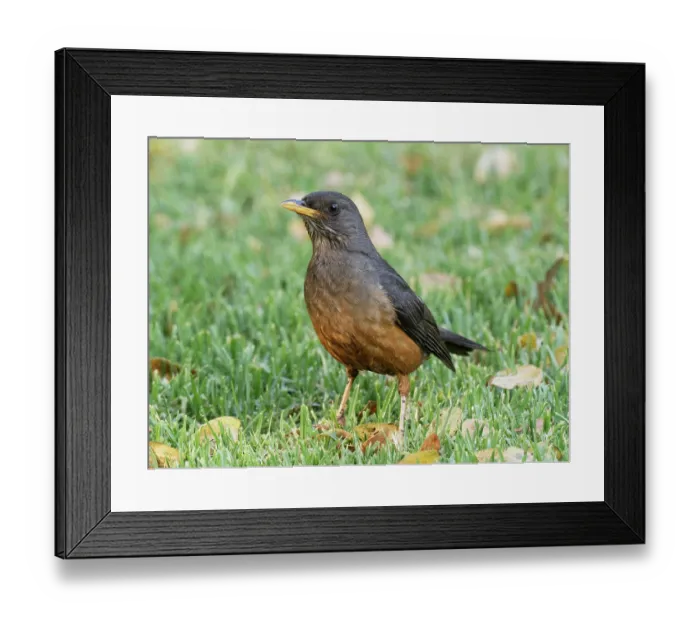 Framed Print : Olive thrush (Turdus olivaceus) hunting worms on a garden lawn. Kirstenbosch, Cape Province, South Africa Framed Print : Olive thrush (Turdus olivaceus) hunting worms on a garden lawn. Kirstenbosch, Cape Province, South Africa