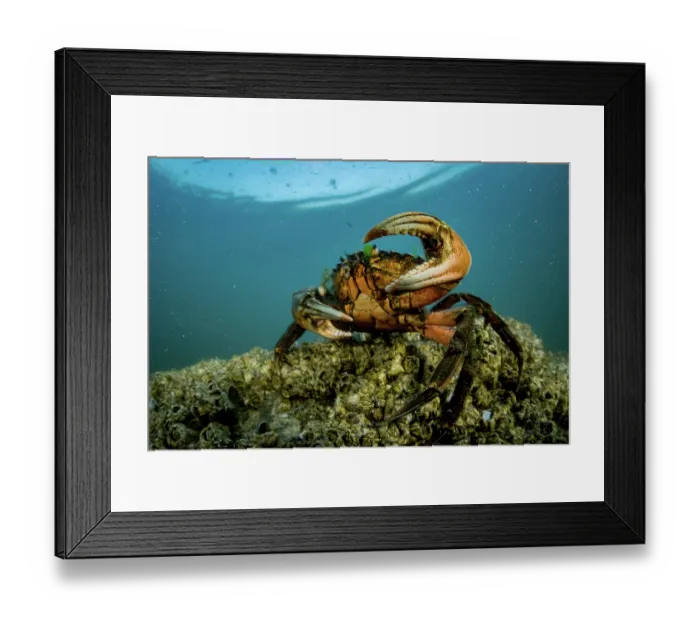 Framed Print : European green crab (Carcinus maenas) on the seabed, Sooke, Vancouver Island, British Columbia, Canada, Pacific Ocean Framed Print : European green crab (Carcinus maenas) on the seabed, Sooke, Vancouver Island, British Columbia, Canada, Pacific Ocean
