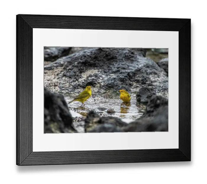 Framed Print : Two Yellow warblers (Setophaga petechia) standing in a small rock pool, San Cristobal Island, Galapagos Islands Framed Print : Two Yellow warblers (Setophaga petechia) standing in a small rock pool, San Cristobal Island, Galapagos Islands