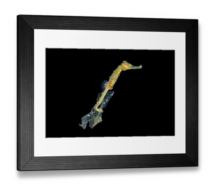 Framed Print : Seahorse (Hippocampus sp.) unidentified species, clinging to a piece of plastic bag drifting in open water at night, Anilao, Batangas marine protected area, Luzon, Philippines
