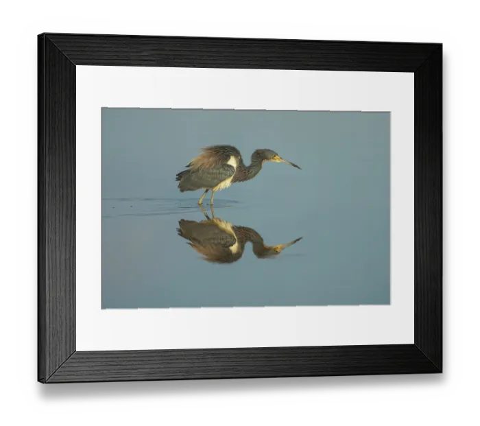 Framed Print : Tricolored heron (Egretta tricolor) wading through a tropical lagoon, Grand Cayman, Cayman Island, British West Indies Framed Print : Tricolored heron (Egretta tricolor) wading through a tropical lagoon, Grand Cayman, Cayman Island, British West Indies