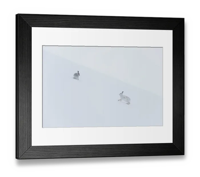 Framed Print : Two Mountain hares (Lepus timidus) on a snow slope high in the mountains. The one on right is in white winter coat, the other hare is darker and predominantly in summer coat Framed Print : Two Mountain hares (Lepus timidus) on a snow slope high in the mountains. The one on right is in white winter coat, the other hare is darker and predominantly in summer coat