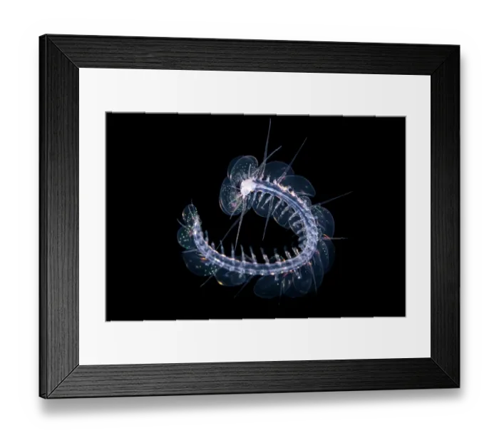Framed Print : Pelagic scaleworm (Drieschia sp.) drifting in open water at night, Grand Cayman, Cayman Islands, British West Indies, Caribbean Sea Framed Print : Pelagic scaleworm (Drieschia sp.) drifting in open water at night, Grand Cayman, Cayman Islands, British West Indies, Caribbean Sea