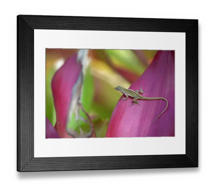 Framed Print : Cayman blue-throated anole (Anolis conspersus) female, resting on a leaf, Queen Elizabeth Botanic Garden, Grand Cayman, Cayman Islands Framed Print : Cayman blue-throated anole (Anolis conspersus) female, resting on a leaf, Queen Elizabeth Botanic Garden, Grand Cayman, Cayman Islands