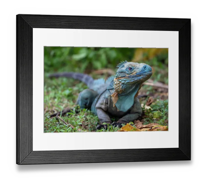 Framed Print : Grand Cayman blue iguana (Cyclura lewisi) portrait, part of a protected breeding population, Queen Elizabeth Botanic Garden, Grand Cayman, Cayman Islands. Captive Framed Print : Grand Cayman blue iguana (Cyclura lewisi) portrait, part of a protected breeding population, Queen Elizabeth Botanic Garden, Grand Cayman, Cayman Islands. Captive