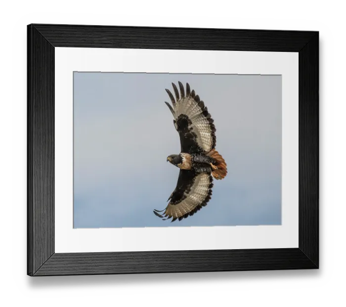 Framed Print : RF - Jackal buzzard (Buteo rufofuscus) in flight, Robertston, Cape Province, South Africa. (This image may be licensed either as rights managed or royalty free.) Framed Print : RF - Jackal buzzard (Buteo rufofuscus) in flight, Robertston, Cape Province, South Africa. (This image may be licensed either as rights managed or royalty free.)