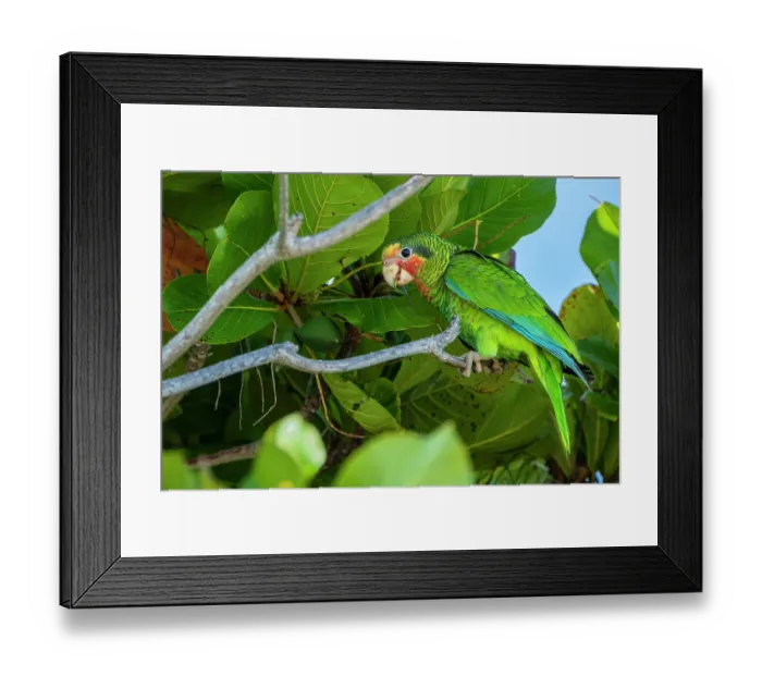 Framed Print : Rose-throated parrot (Amazona leucocephala) perched in a tree, Grand Cayman, Cayman Island, British West Indies Framed Print : Rose-throated parrot (Amazona leucocephala) perched in a tree, Grand Cayman, Cayman Island, British West Indies