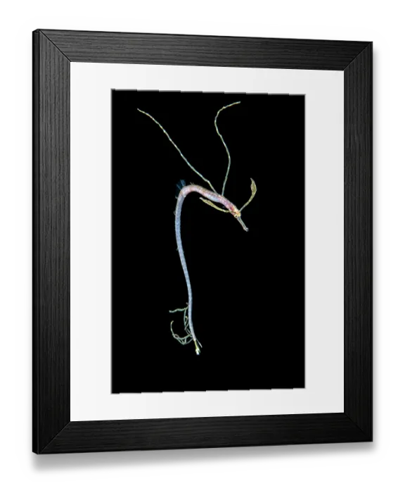 Framed Print : Short-tailed pipefish (Trachyrhamphus bicoarctatus) pelagic larval stage, portrait, Anilao, Batangas marine protected area, Luzon, Philippines, Verde Island Passages Framed Print : Short-tailed pipefish (Trachyrhamphus bicoarctatus) pelagic larval stage, portrait, Anilao, Batangas marine protected area, Luzon, Philippines, Verde Island Passages