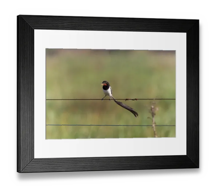 Framed Print : Strange-tailed tyrant (Alectrurus risora) male, perched on wire fence, Ibera Wetlands Provincial Nature Reserve, Corrientes, Argentina