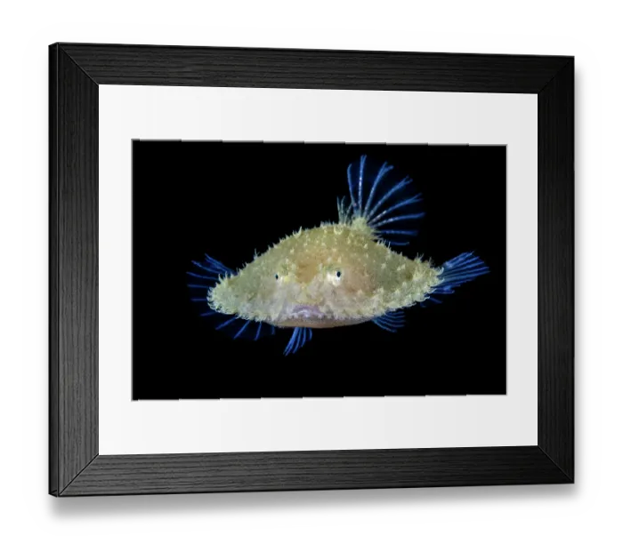 Framed Print : Pancake batfish (Halieutichthys sp.) post-larval stage, portrait, Anilao, Batangas marine protected area, Luzon, Philippines, Verde Island Passages, Pacific Ocean Framed Print : Pancake batfish (Halieutichthys sp.) post-larval stage, portrait, Anilao, Batangas marine protected area, Luzon, Philippines, Verde Island Passages, Pacific Ocean