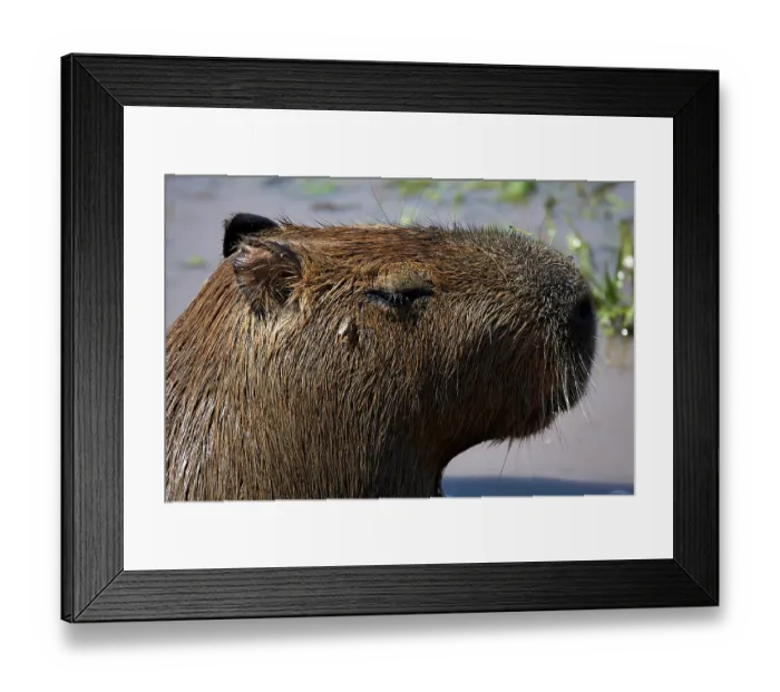 Framed Print : Capybara (Hydrochoerus hydrochaeris) head portrait, Ibera Wetlands Provincial Nature Reserve, Corrientes, Argentina