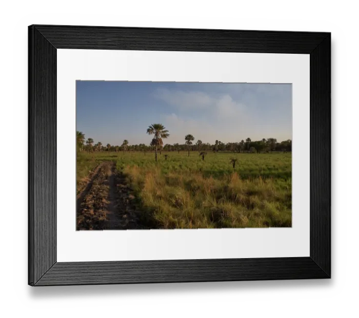 Framed Print : Grassland and palm tree habitat typical of the Gran Chaco, Santa Olga, Chaco Province, Argentina. October, 2008 Framed Print : Grassland and palm tree habitat typical of the Gran Chaco, Santa Olga, Chaco Province, Argentina. October, 2008
