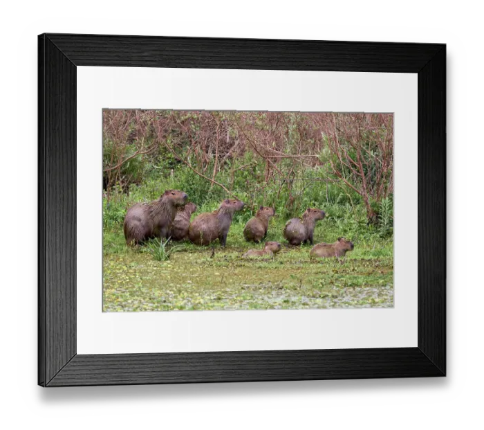 Framed Print : Capybara (Hydrochoerus hydrochaeris) family group, Ibera Wetlands Provincial Nature Reserve, Corrientes, Argentina