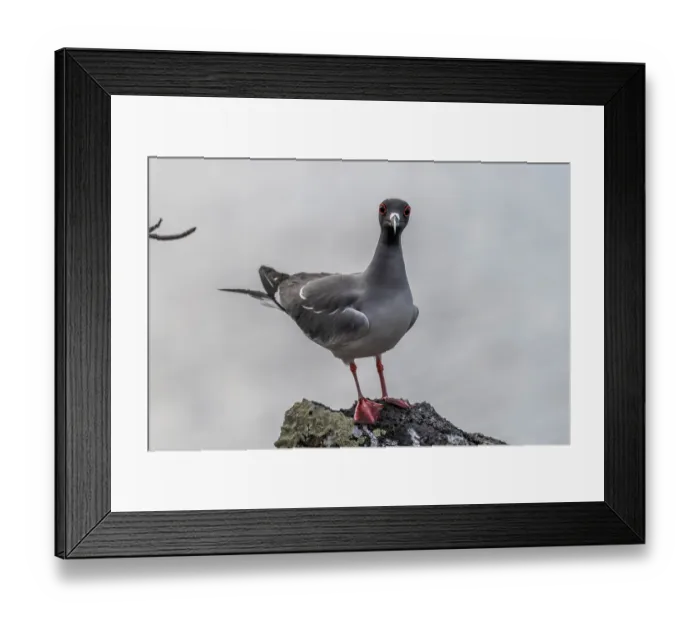 Framed Print : Swallow-tailed gull (Creagrus furcatus) perched on a rock, San Cristobal Island, Galapagos Islands Framed Print : Swallow-tailed gull (Creagrus furcatus) perched on a rock, San Cristobal Island, Galapagos Islands